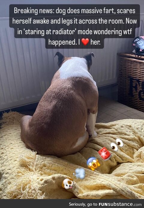 Dog fart
