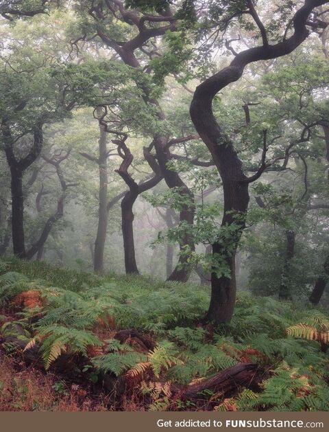 Pics from the local woodland