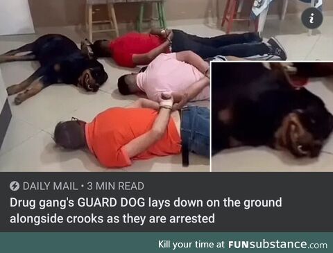 Meaningful inoffensive scintillating