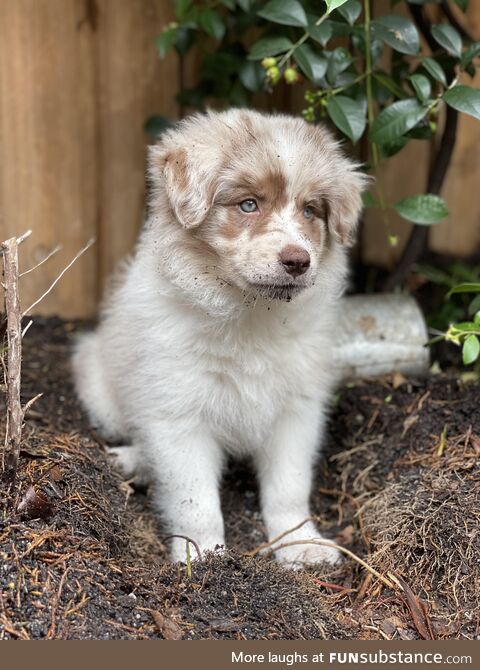 [OC] We literally moved into a new home so we could get a dog. This is Milkshake. She’s