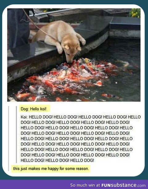 Hello koi