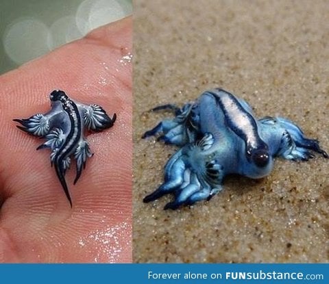 A blue dragon mollusk