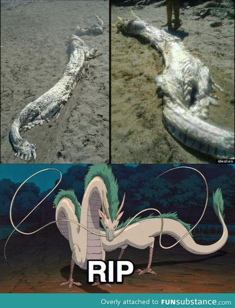 That weird 'fish' that washed up in spain