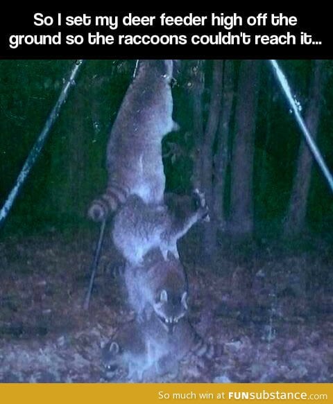 Raccoons are ridiculously smart…