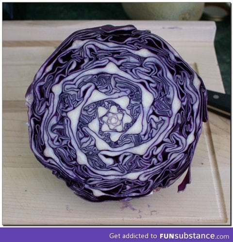 Amazing natural geometry in cabbage