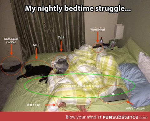 What I have to put up with every night