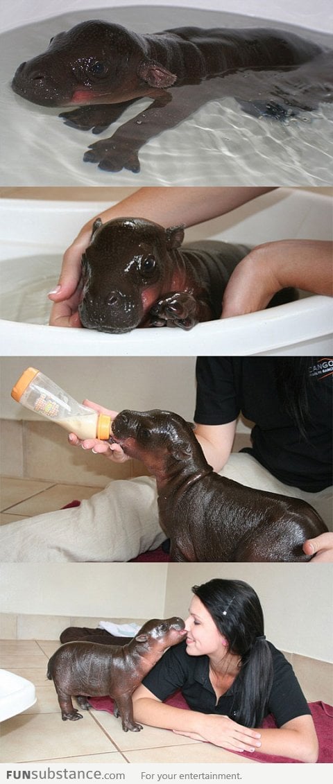 Harry the baby hippo