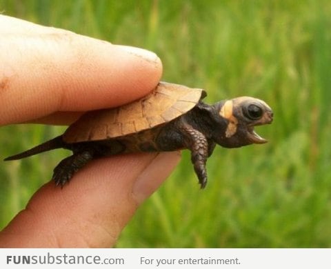 Oh My God I'm Flying!