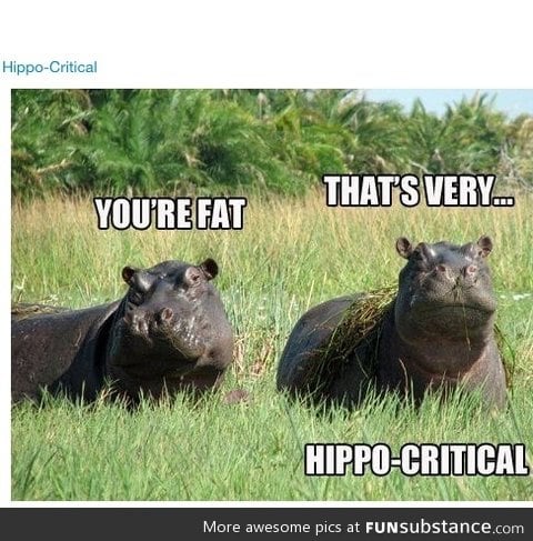 Hippo-critical