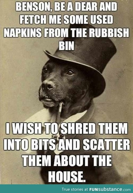 Gentleman dog has a request