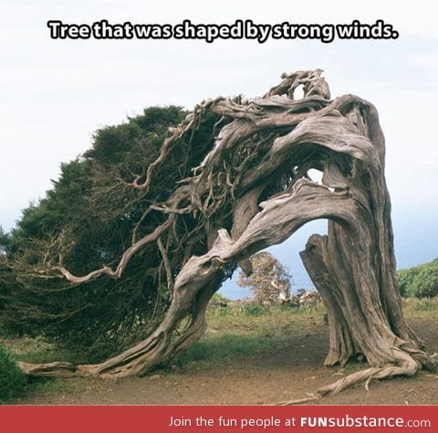 Overly dramatic tree