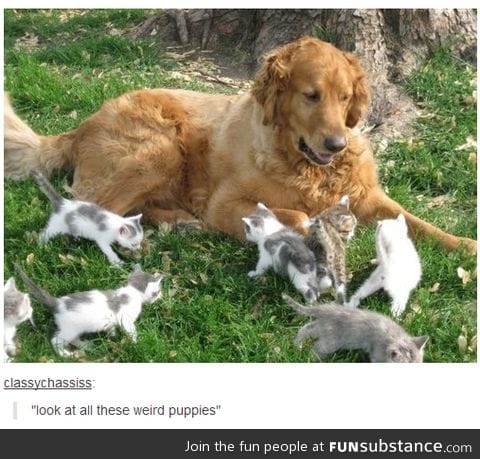 These puppies look weird
