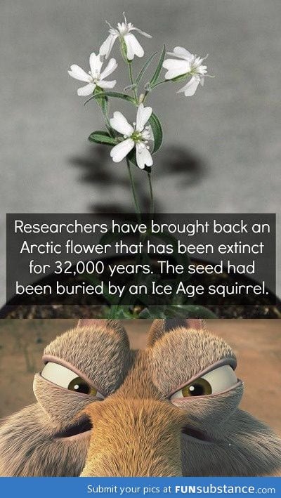 Artic flower