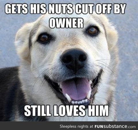 Good guy dog