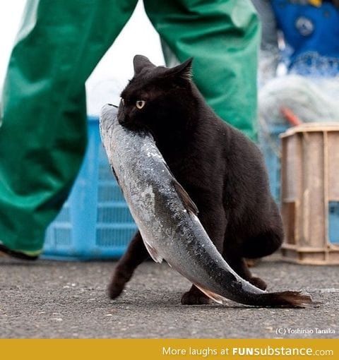 A cat carrying away his prize