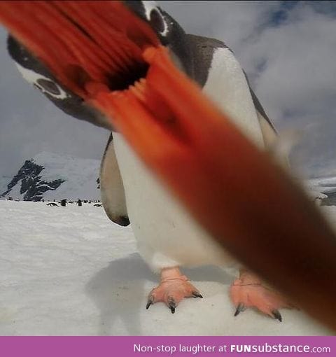 Eaten by a penguin