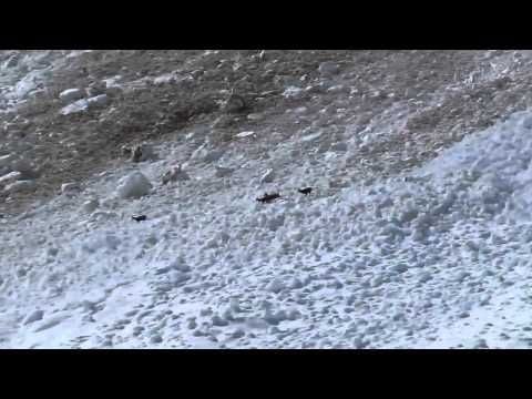 Mountain Goats Escape Avalanche in French Alps