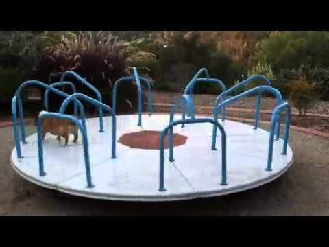 Watch Meatball the Corgi on a Carousel