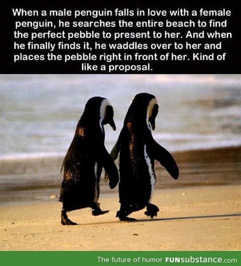 The way penguins do it