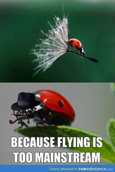 Hipster ladybug