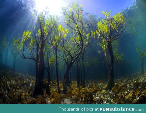 Underwater mangrove trees