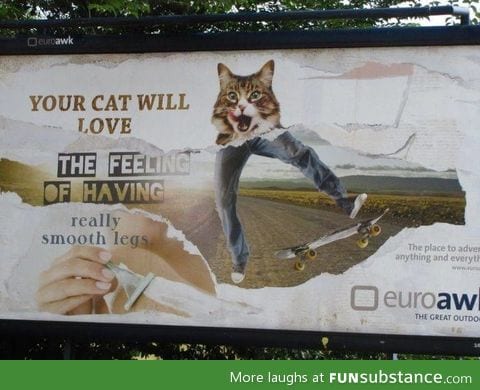 Your cat will love.