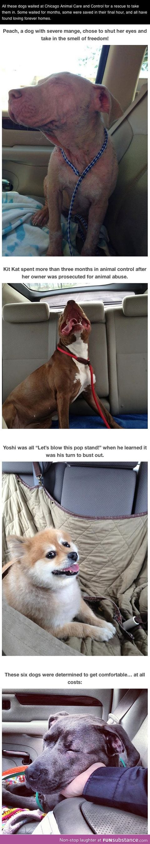 Photos of dogs taken after leaving the shelter and getting in the car