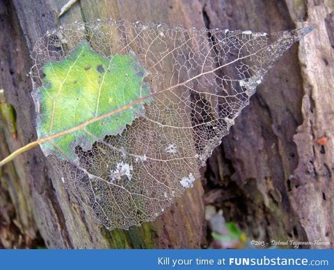 Deteriorating leaf