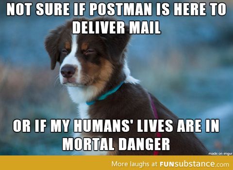 My dog, every day