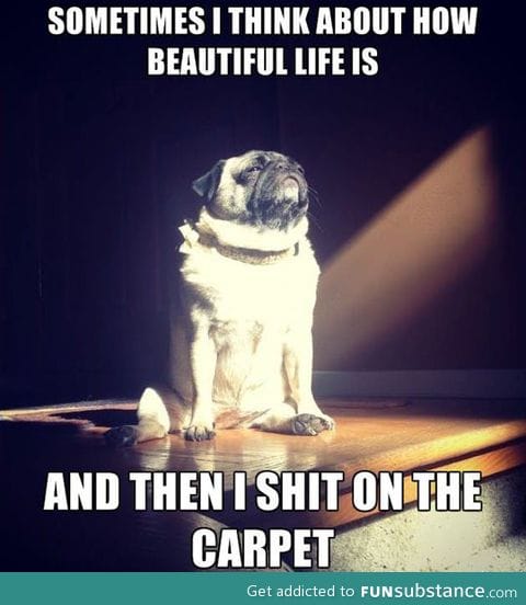 Enlightened dog