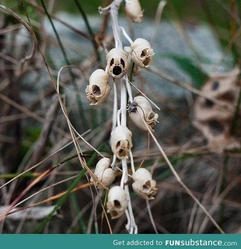 Skullplant