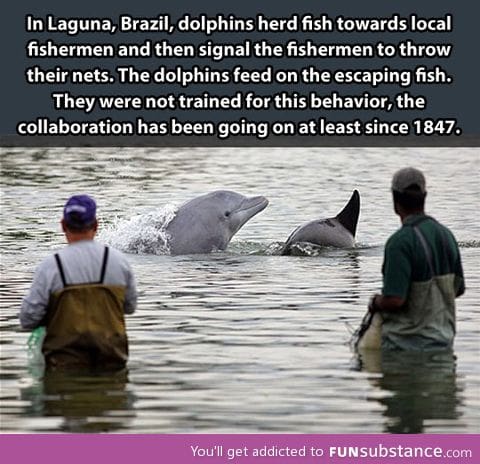 Good guy dolphins